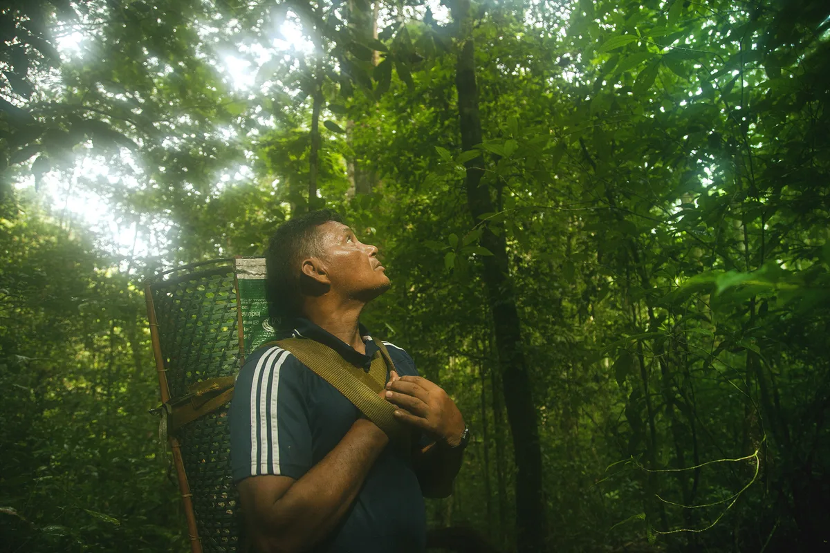 Rapaz olhando para arvores na floresta