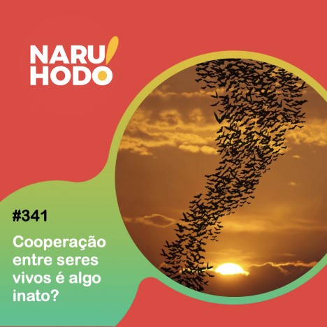 Cooperar em grande escala é uma habilidade exclusiva do homo sapiens, já disse o historiador Yuval Noah Harari.